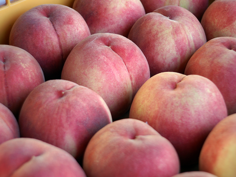 硬い桃の品種といえば「○○」しかありません。 | 川中島白桃 桃 通販｜長野県産の美味しい桃「川中島白桃」を全国にお届けします！